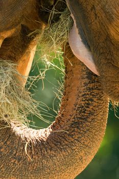 Close-up of an African elephant's (Loxodonta africana) mouth
