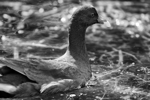 Side black and white portrait of adult American Purple Gallinule bird.