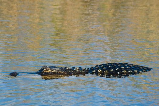 Side view of American alligator swimming in river, Everglades National Park, Miami, Florida, U.S.A.