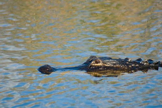 American alligator (Alligator mississippiensis) swimming in the lake, Everglades National Park, Miami, Miami-Dade County, Florida, USA