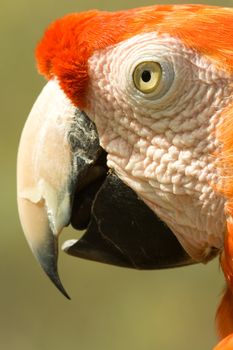 Side portrait of orange arara parrot.