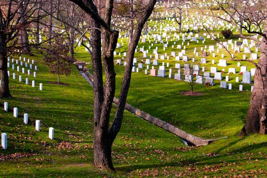 Rows of white gravestones in Arlington National Cemetery, Virginia, U.S.A