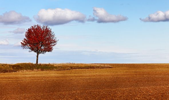 Lonely red tree in a bared field in autumn.