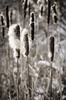 Brown cattails with fluffy seeds in winter