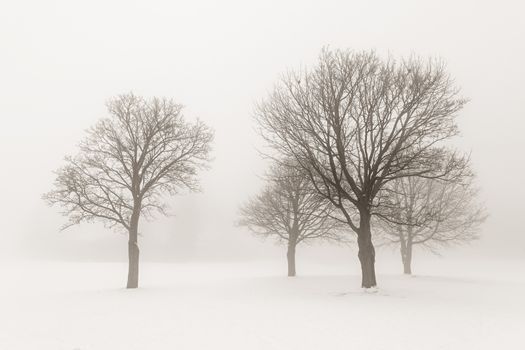 Winter scene of leafless trees in fog sepia tone