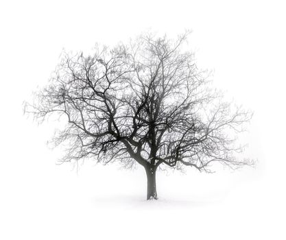 Single leafless tree in winter fog on white snow background