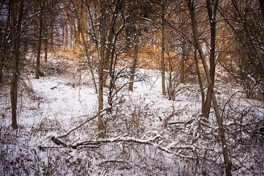 Winter landscape of trees and plants in forest with snow