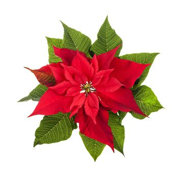 Red and green poinsettia plant for Christmas isolated on white background from above