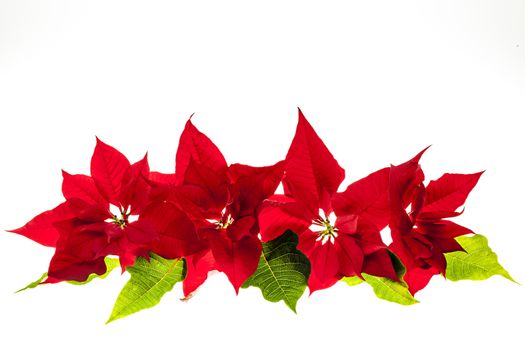 Christmas arrangement with red poinsettia plants isolated on white background