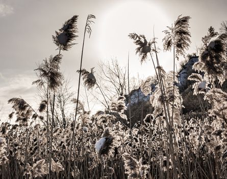 Winter scene with backlit dry reeds covered in snow