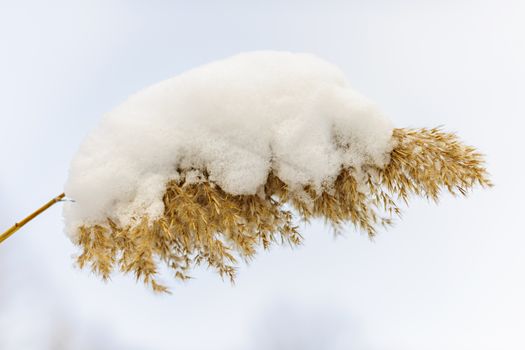 Dry reed covered with snow in winter closeup