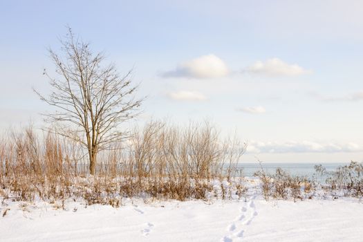 Snowy shore of lake Ontario in Sylvan park Toronto