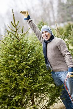 Man at cut your own Christmas tree farm showing tall spruce