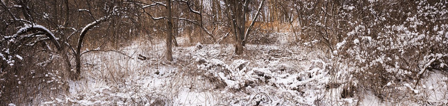 Winter panoramic landscape of trees and plants in forest with snow