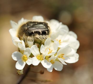 Chafer beetle mourning on the petal of a flower (Oxythyrea funesta).