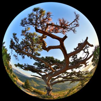 Complete circular fisheye view of the Pine on top of the mountain Sokol. Noviy Svet, Crimea, Ukraine
