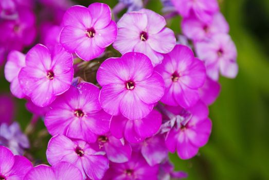 Pink phlox close up