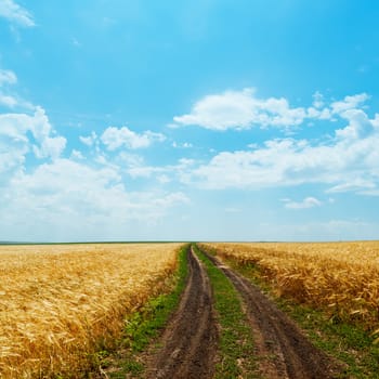 dirty road in golden fields and clouds over it