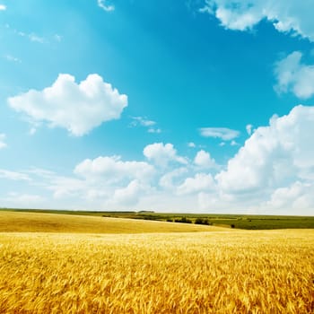 golden harvest and blue sky