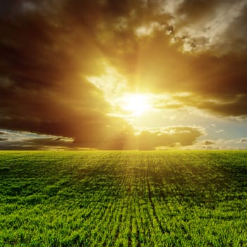 sunset over green agricultural field