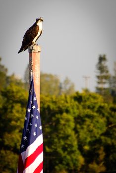 Bald Eagle perching on the pole with American flag, Fort Myers, Lee County, Florida, USA