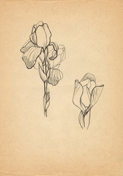 Iris flower drawing on old paper