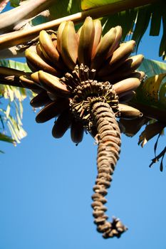 Banana cluster hanging from a plant.