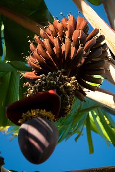 Bunch of bananas with inflorescence grow on a tree.