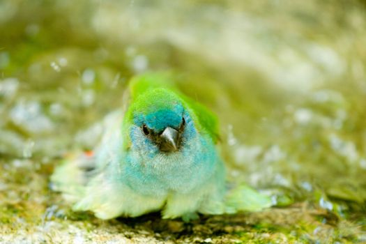 A colourful bird taking a bath.