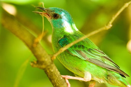 Beautiful Greenbird perching on a branch