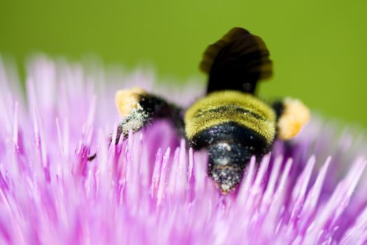 Close-up of a bee pollinating a pink thistle flower