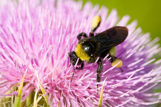 Close-up of a bee pollinating a pink thistle flower