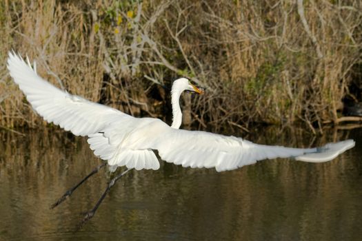 Bird with spread white wings flying in Everglades, Miami, Florida, U.S.A.