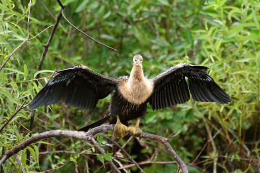 Large bird with spread wings in Everglades, Florida, U.S.A.