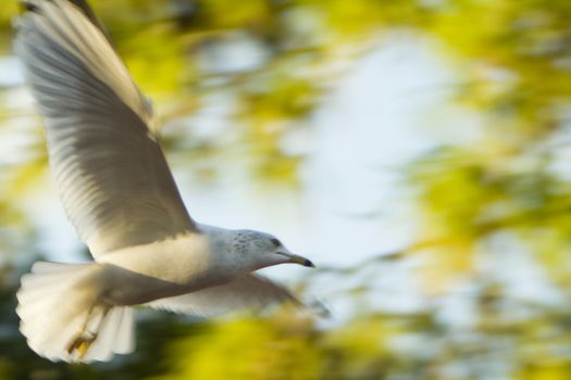 Low angle view of a bird flying, Miami, Miami-Dade County, Florida, USA