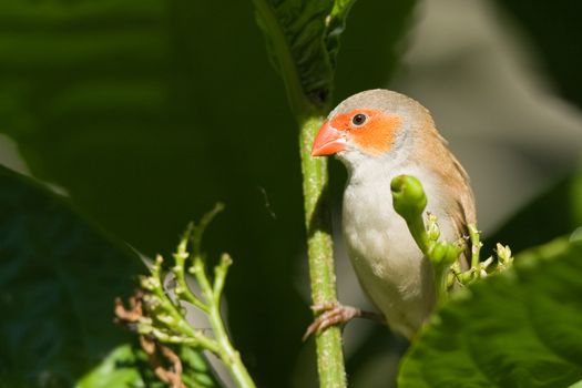 Close-up of a bird perching on a branch, Miami, Florida, USA