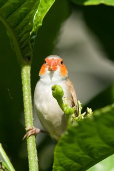 Close-up of a bird perching on a branch, Miami, Florida, USA