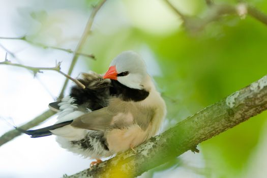 Close-up of a bird perching on a branch, Miami, Florida, USA