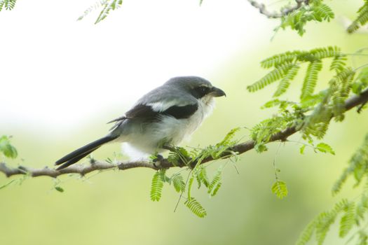 Close-up of a bird perching on a tree branch, Everglades National Park, Miami, Miami-Dade County, Florida, USA