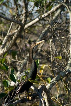 Close-up of a bird perching on a tree, Everglades National Park, Miami, Miami-Dade County, Florida, USA