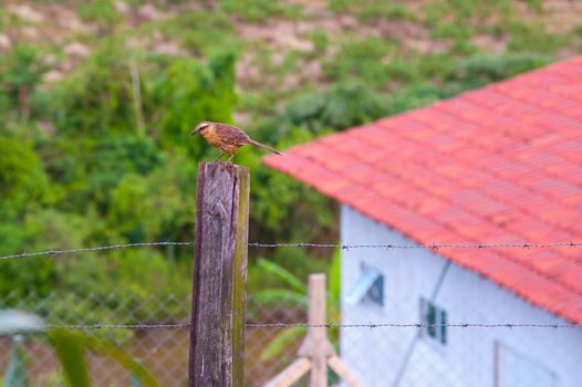 Little bird on a fence near a farmhouse