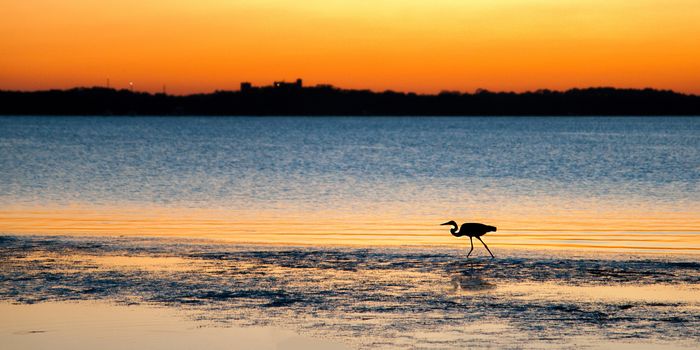 Panoramic view of bird walking on beach with orange sunset background.