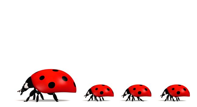 side view of a ladybug with three other smaller ones behind it placed in a row on a white background