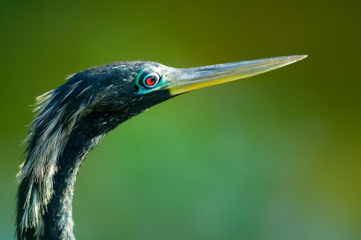 Side portrait of bird with long beak or bill, green nature background.