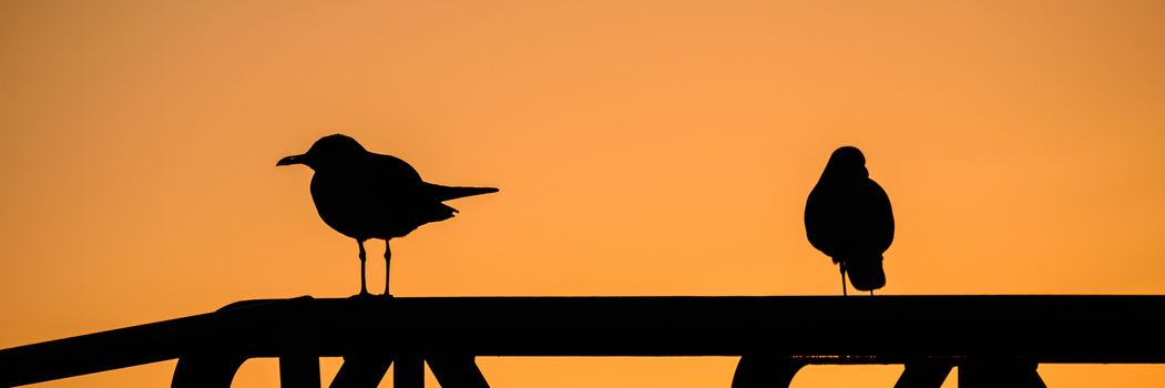 Silhouette of two birds perching at sunset, Key West, Monroe County, Florida, USA