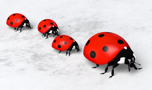 closeup of a ladybug with three other smaller ones behind it placed in a row on a white and gray abstract ground