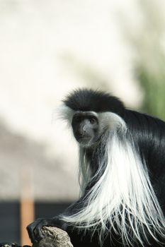 Close-up of a Black And White Colobus monkey (Colobus polykomos), Miami, Miami-Dade County, Florida, USA