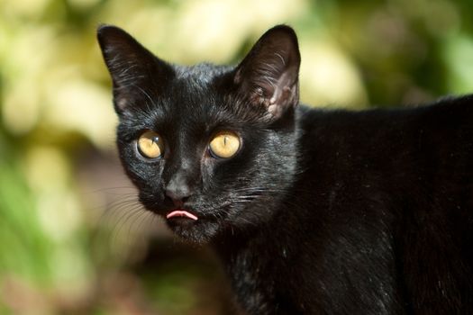 Closeup of a black cat.