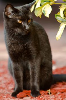 Black cat sitting in the sunlight.