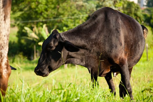 Black cow in lush green countryside field.